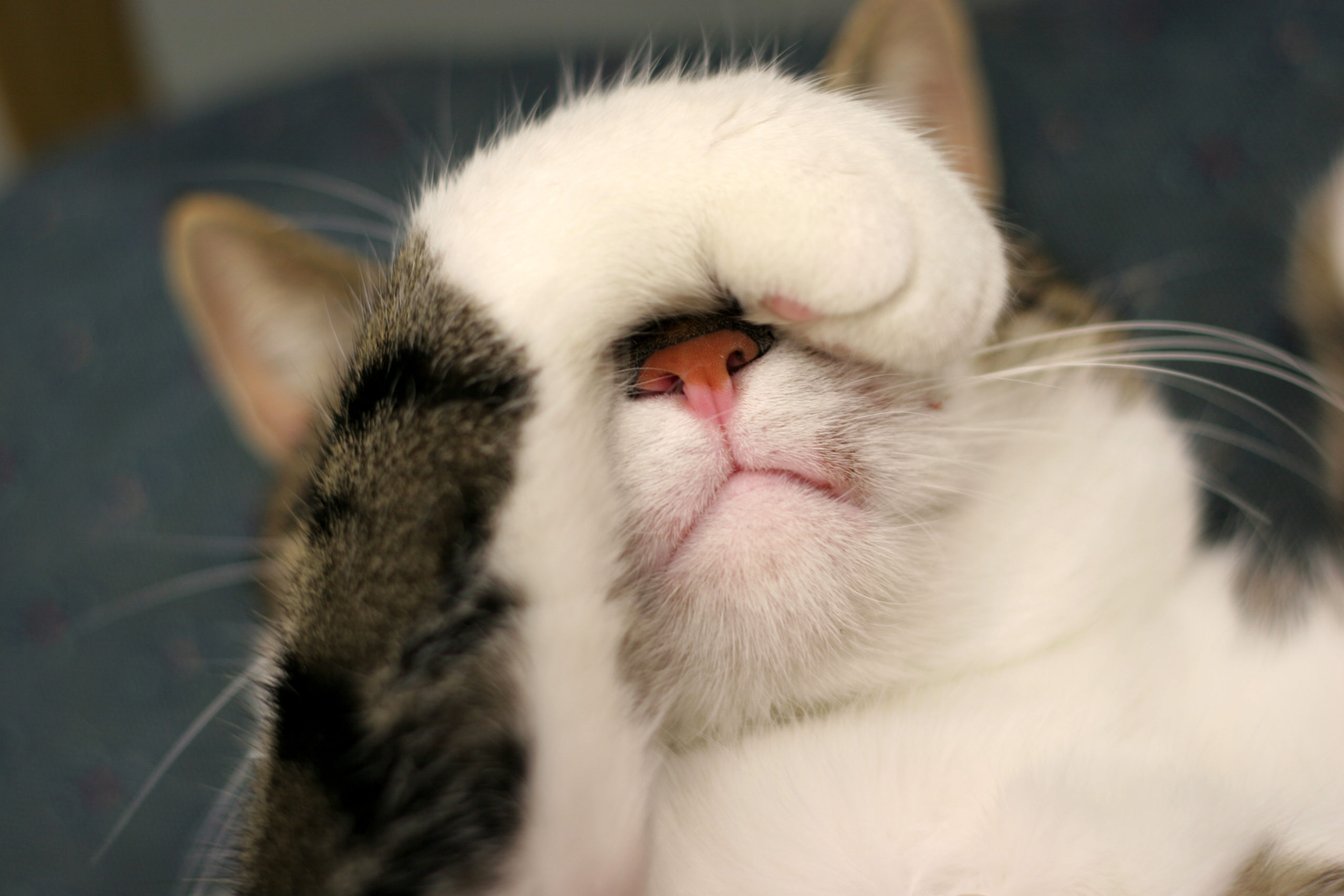 Лапки на глазах. Кошка с закрытыми глазами. Кошка закрывает лапой нос. Котик закрыл глаза. Носики котов.