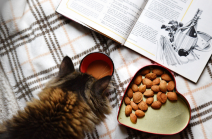 Czy kot może jeść….czyli jakimi produktami lepiej nie karmić kota.