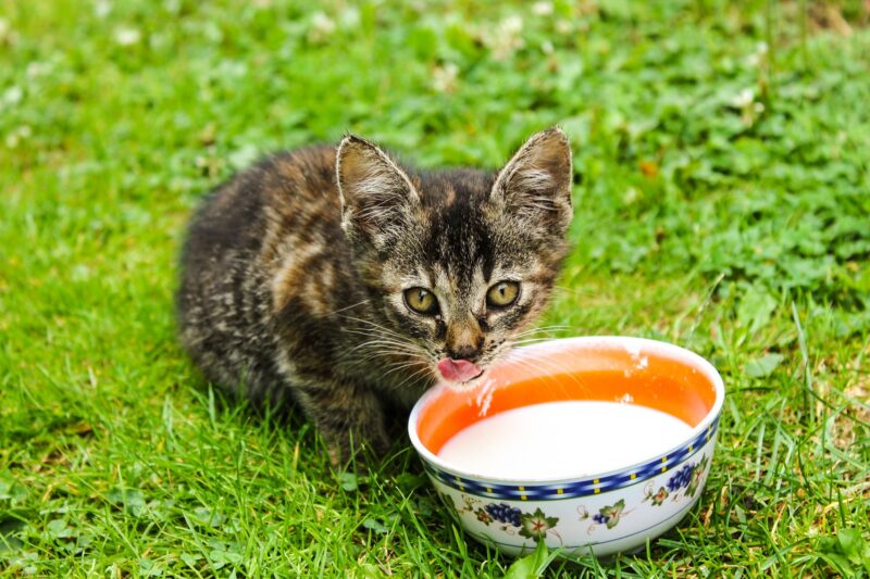 Czy kot może pić mleko
