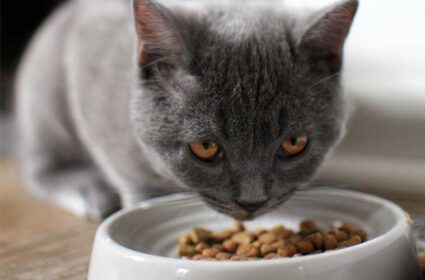 Jak karmić kota? Czym i jak często?