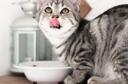 Mokra karma dla kota – na jaką warto się zdecydować?