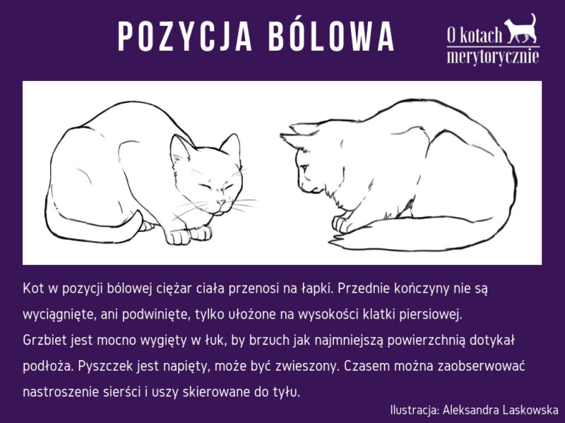 Pozycja bólowa u kota a pozycja "bochenek"