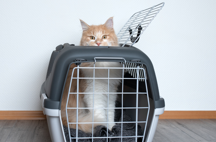 Kot w podróży - transporter