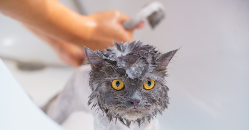 jak dbać o sierść kota - kąpiele