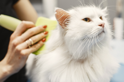 Jak dbać o sierść kota i dlaczego to ważne dla zdrowia Twojego pupila?