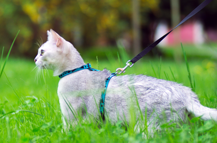 Jak przygotować się na spacer z kotem
