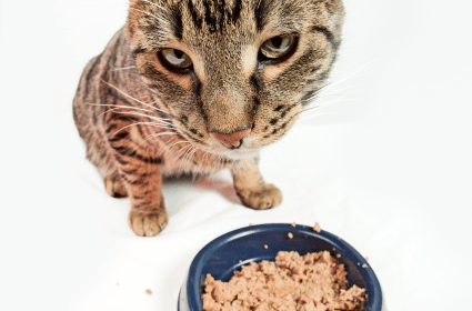 czemu kot nie chce jeść