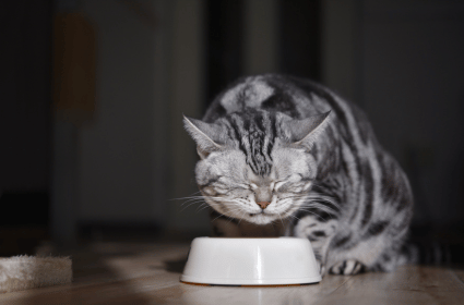 Kiedy kot wybrzydza przy jedzeniu?