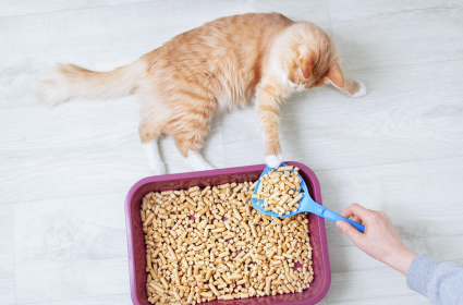 Jak często wymieniać żwirek kukurydziany dla kota?