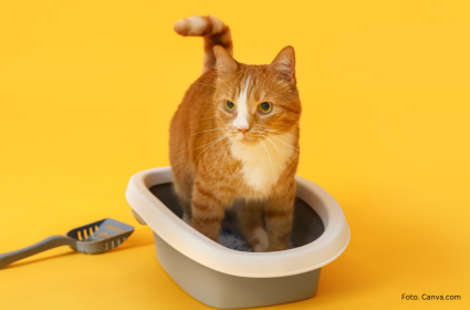 Odkryj tajemnicę czystości: jak węgiel aktywny i żwirek bentonitowy mogą zrewolucjonizować Twoje życie domowe z kotem!