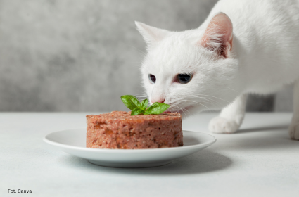 Zmiana diety kota – tak czy nie?