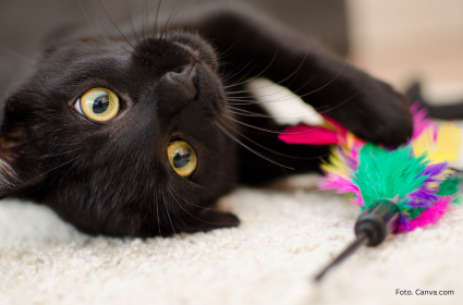 Zabawki dla kota – czy to nie przesada?
