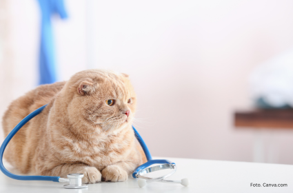 Opieka nad kotem po kastracji lub sterylizacji – najważniejsze zasady