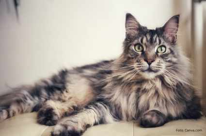 Maine Coon – wyjątkowy kot dla miłośników dużych, przyjaznych mruczków