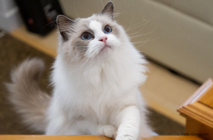 Ragdoll – przytulanka z sercem na łapie